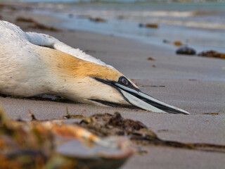 A dead gannet lies on a sandy beach in Ireland, its feathers blending with the coastal landscape, capturing natures harsh reality.