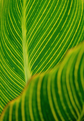 Fototapeta premium closeup view of bright canna generalis leaves green and yellow pattern