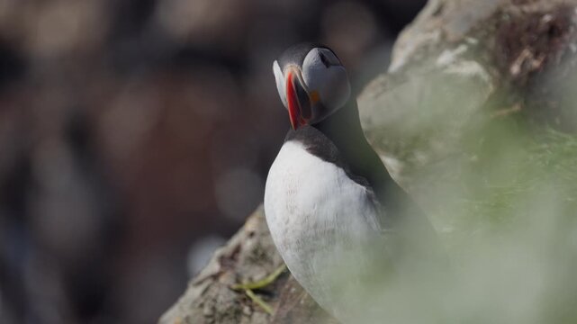 Puffin standing and looking around, narrow depth of field, slow-motion