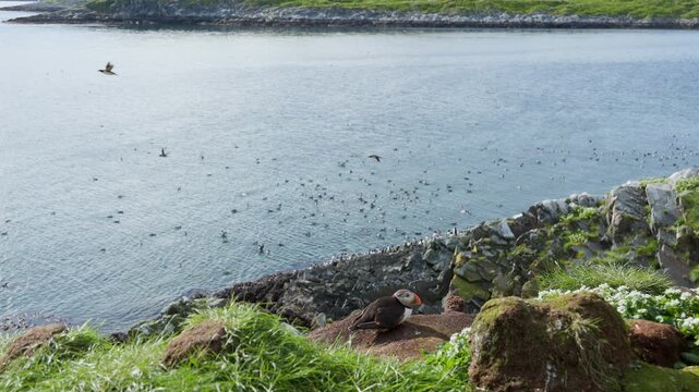 Puffin sitting on cliff, seashore with flocks of birds in the background, slow-motion