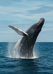 Majestic whale breaching ocean