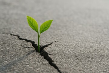 Green sprout emerging through a cracked asphalt surface. Strong visual metaphor for resilience, sustainability, and nature’s quiet power. Ideal for eco concepts and motivational visuals.
