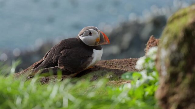 Puffin sitting on a cliff, blurry flocks of bird in the background, slow-motion