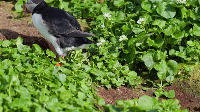 Puffin walking among vegetation, slow-motion