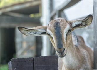 Young domestic goat (Capra hircus) portrait. Close up of grey goat head.
