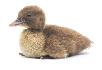 Cute little newborn fluffy duckling. One young duck isolated on a white background.