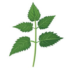 My Simple flat 2D icon of green sage leaves isolated on a white background, vector design, ideal for animation, vector, web design, digital illustrations, and minimalism. EPS format, vector