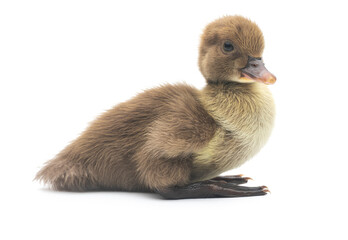 Cute little newborn fluffy duckling. One young duck isolated on a white background.