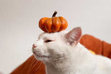 A white cat sits calmly with a mini pumpkin perfectly balanced on its head. The cozy indoor setting...