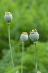 Poppy pods are ripening in the field. A delicious and healthy culinary and nutritional supplement for eco-friendly and natural production