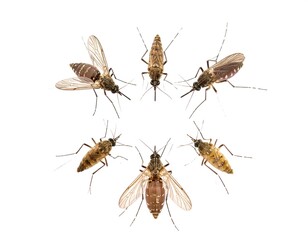 Mosquitoes arranged in a circle