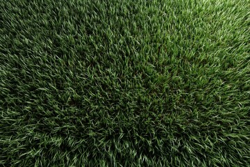 A detailed close up of a beautifully lush green field of grass