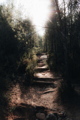 Sunlit Forest Trail with Natural Wooden Steps