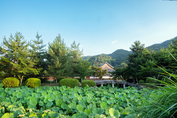 A scenic view of a lotus pond with a traditional Japanese building in the background, surrounded by lush green trees and distant forested hills. A serene summer landscape in Kyoto.