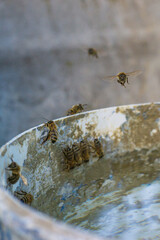 A group of bees drinking water from a bucket on a hot day.