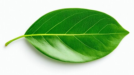 Obraz premium Single green leaf isolated on white background