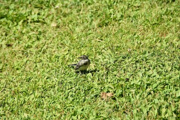 A cute female wagtail is standing in nature in bright summer day.