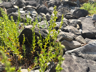 Veronica Fruticulosa plant in Zurich in Switzerland 16.6.25