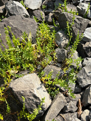 Veronica Fruticulosa plant in Zurich in Switzerland 16.6.25