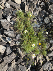Papaver Sendtneri plant in Zurich in Switzerland 16.6.25