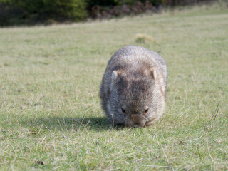 a wombat in Maria Island Tasmania Australia