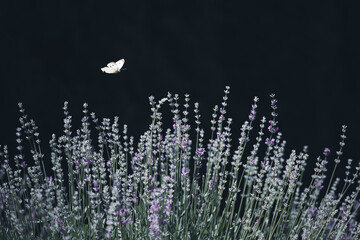 Close-up of lavender flowers with butterfly. Soft focus on black banner background