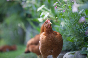 Free range chicken birds in green garden.