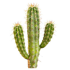 Naklejka premium Close-up of a spiky green cactus