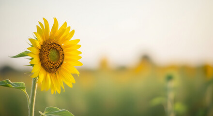 Fototapeta premium Captivating Sunflowers: A Celebration of Life and Seasonal Beauty in Diverse Styles