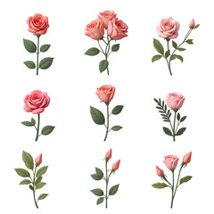 Pink Roses Illustration Various Single and Group Isolated on Transparent Background