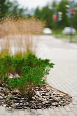 urban landscape featuring small shrubs along paved walkway, showcasing city greenery and sustainable urban planning. traffic lights and blurred background create depth and context