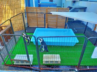 水族館のペンギンとプール