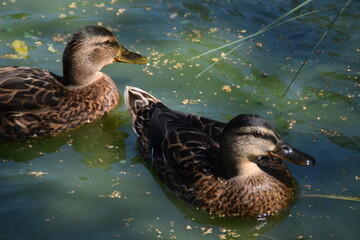Two female mallards are swimming in a pond in summer day.