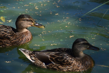 Two female mallards are swimming in a pond in summer day.