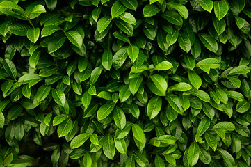 Bright natural background. Green leaves pattern. Evergreen leafy plant. Natural design wallpaper