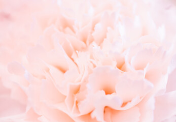 Close up of peony flower, blurred macro petals of pale pink color.