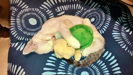 Cute kitten is sleeping while hugging a turtle doll.