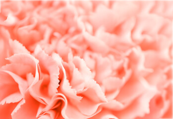 Close-up of pink carnation flower.
