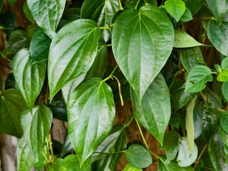 young betel leaves in the morning	