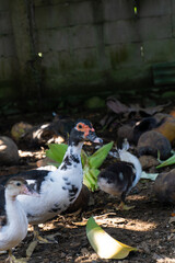 Fototapeta premium Mother Duck with Ducklings – Portrait Mode