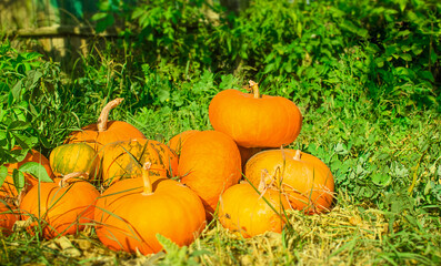 Orange decorative pumpkins in sunlight in October autumn.