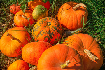 Autumn background, harvest, agriculture. Fresh, organic vegetables