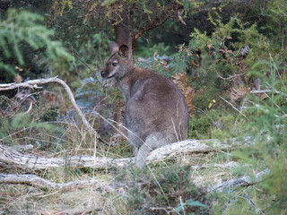 A Wallaby in Maria Island in Tasmania Australia