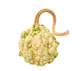 decorative pumpkin popcorn with warts with a long, curved stem on a white background