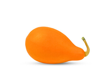 butternut squash (Cucurbita moschata) design element for decoration, information and printing. 
