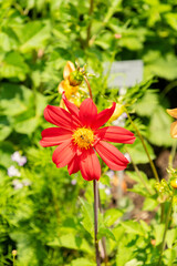 Dahlia flowers in Zurich in Switzerland 16.6.25