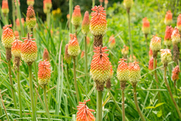 Kniphofia Ensifolia plant in Zurich in Switzerland 16.6.25