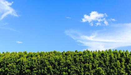 Lush green trees against a vivid blue sky dotted with fluffy white clouds