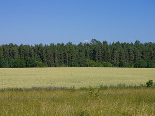 Fototapeta premium Scenic view of a field during summer