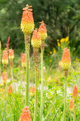 Kniphofia Ensifolia plant in Zurich in Switzerland 16.6.25